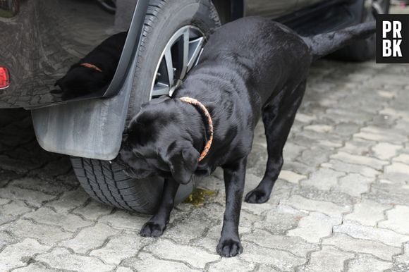 O poderoso olfato canino faz com que os cães fiquem atraídos pelo odor do pneu