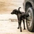Cachorros fazem xixi nas rodas dos carros para marcar território