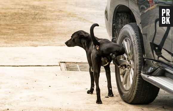 Cachorros fazem xixi nas rodas dos carros para marcar território