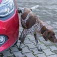 O pneu do carro é um dos locais que os cães mais gostam de urinar
