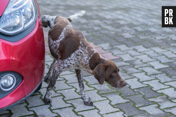 O pneu do carro é um dos locais que os cães mais gostam de urinar