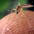 Ácidos carboxílicos: a chave para entender a seletividade dos mosquitos na hora de picar?