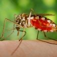  Por que alguns são mais picados por mosquitos? A resposta pode estar nos ácidos carboxílicos 