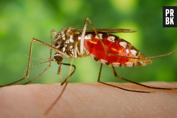 Por que alguns são mais picados por mosquitos? A resposta pode estar nos ácidos carboxílicos