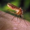 Descoberta científica aponta ácidos carboxílicos como responsáveis pela atração de mosquitos