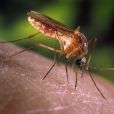  Descoberta científica aponta ácidos carboxílicos como responsáveis pela atração de mosquitos 