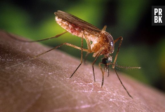 Descoberta científica aponta ácidos carboxílicos como responsáveis pela atração de mosquitos