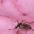  A ciência está mais próxima de entender por que os mosquitos picam apenas algumas pessoas: os ácidos carboxílicos são a nova pista 