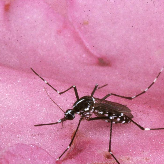  A ciência está mais próxima de entender por que os mosquitos picam apenas algumas pessoas: os ácidos carboxílicos são a nova pista 