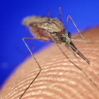 Temos uma nova pista sobre por que os mosquitos picam apenas algumas pessoas: os ácidos carboxílicos