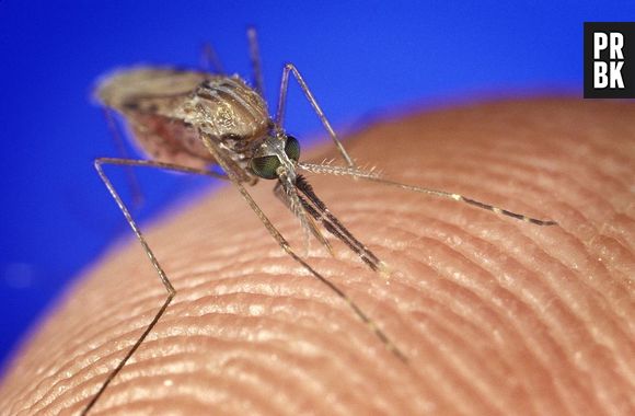 Temos uma nova pista sobre por que os mosquitos picam apenas algumas pessoas: os ácidos carboxílicos