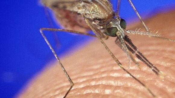 Temos uma nova pista sobre por que os mosquitos picam apenas algumas pessoas: os ácidos carboxílicos