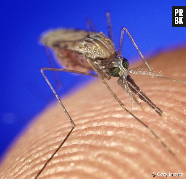Temos uma nova pista sobre por que os mosquitos picam apenas algumas pessoas: os ácidos carboxílicos