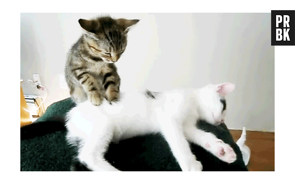 Gatos sentem saudade