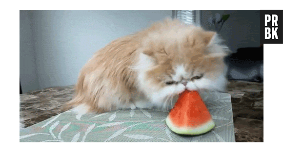 Gatinhos ajudam a esquentar nos dias frios