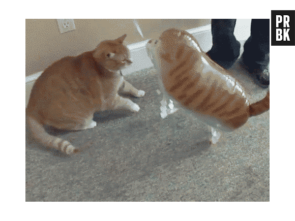 Gatos são independentes e não latem