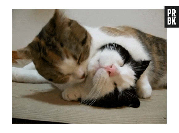 Gatos são limpinhos