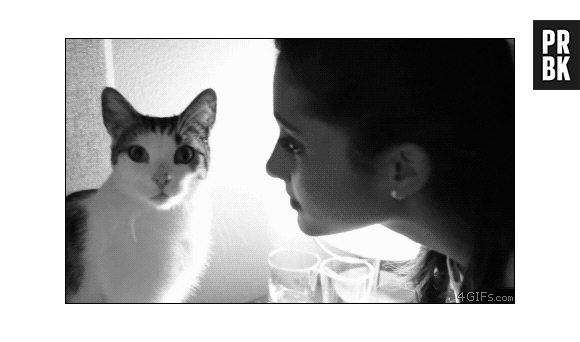 Gatos gostam de brincar