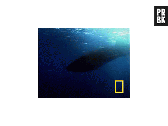 Profissão: O oceanógrafo pesquisa a fauna, a flora e os processos marinhos