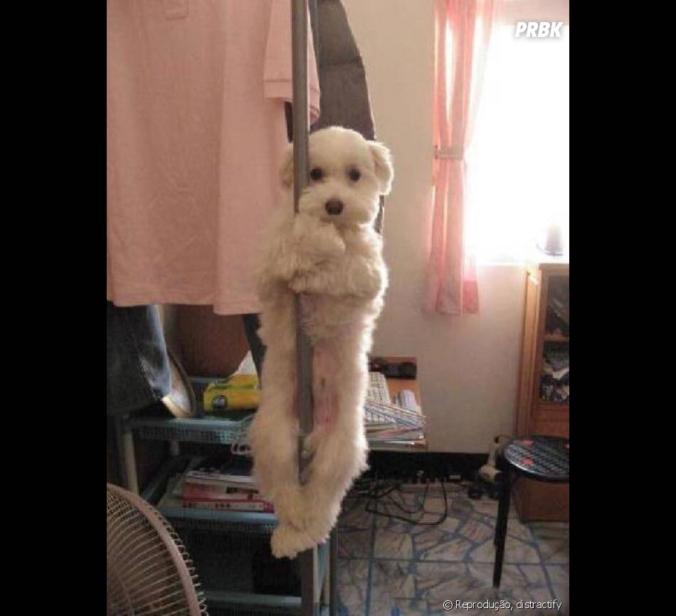 Cachorros de graça Clearance