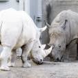  O rinoceronte albino chama bastante aten&ccedil;&atilde;o 