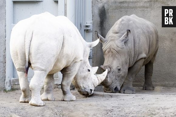 O rinoceronte albino chama bastante atenção