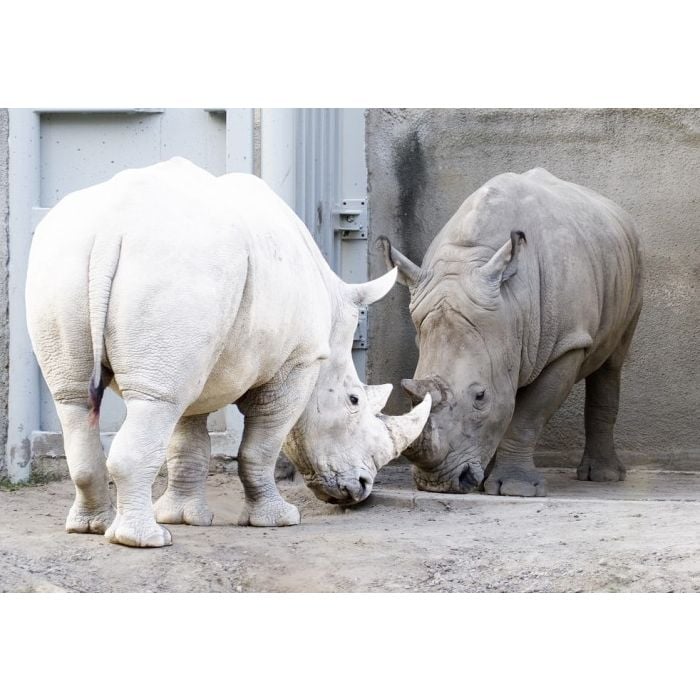  O rinoceronte albino chama bastante aten&amp;ccedil;&amp;atilde;o 