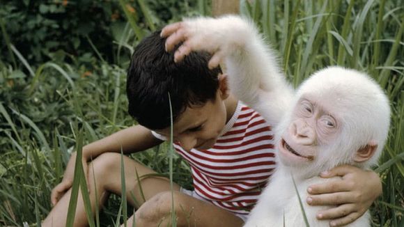 Animais albinos: 20 espécies de um jeito que você nunca viu!