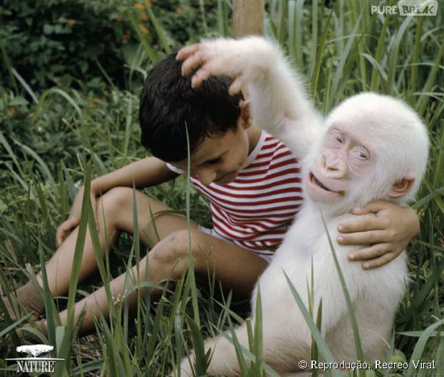 Muito engra&ccedil;ado esse filhote de gorila albino, n&eacute;?