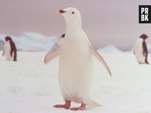 O pinguim albino parece estar todo coberto de neve