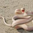  Albina ou n&atilde;o, a serpente continua botando medo 