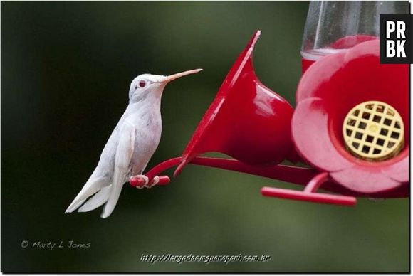 Muito bonitinho o colibri albino!