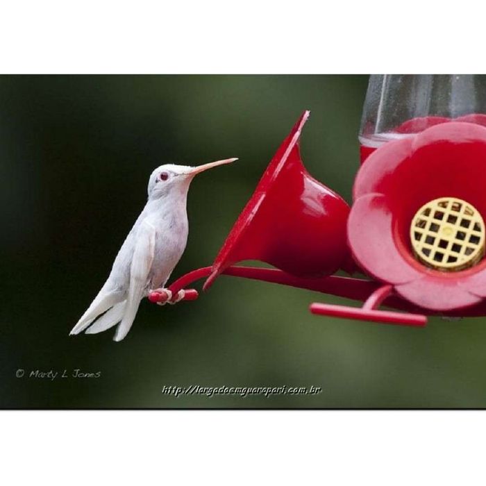  Muito bonitinho o colibri albino! 