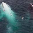  Coisa de louco esbarrar com uma baleia albina, n&eacute;? 