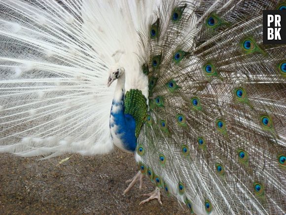 Colorido ou não, o pavão continua chamando a atenção