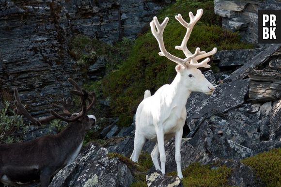 A rena albina até parece que saiu de um filme