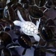  A tartaruga marinha albina chama a aten&ccedil;&atilde;o entre as outras 