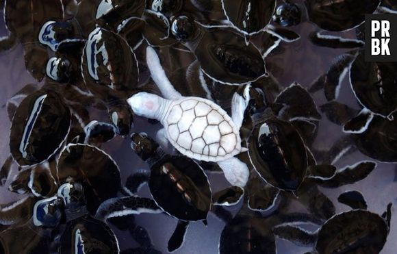 A tartaruga marinha albina chama a atenção entre as outras