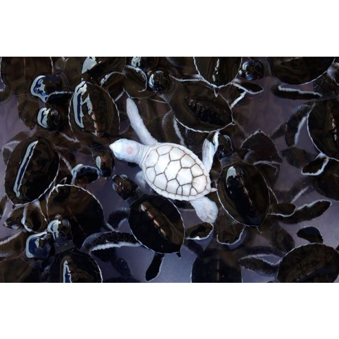  A tartaruga marinha albina chama a aten&amp;ccedil;&amp;atilde;o entre as outras 