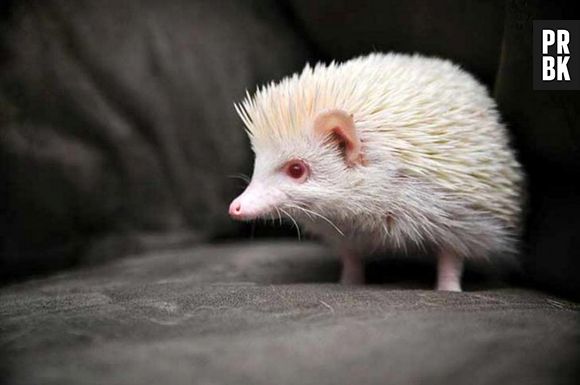 Os ouriços continuam fofos!