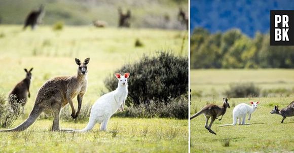 Não é uma fofura esse canguru albino?
