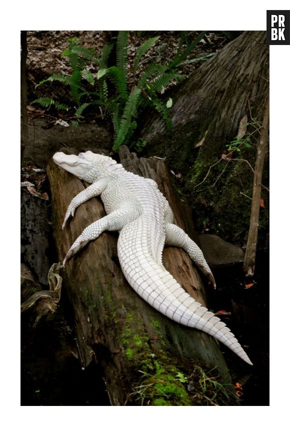 Bem estranho ver um jacaré albino, né?