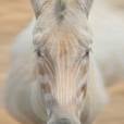  Zebra albina &eacute; novidade! 