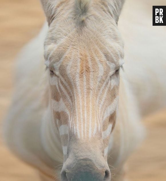 Zebra albina é novidade!