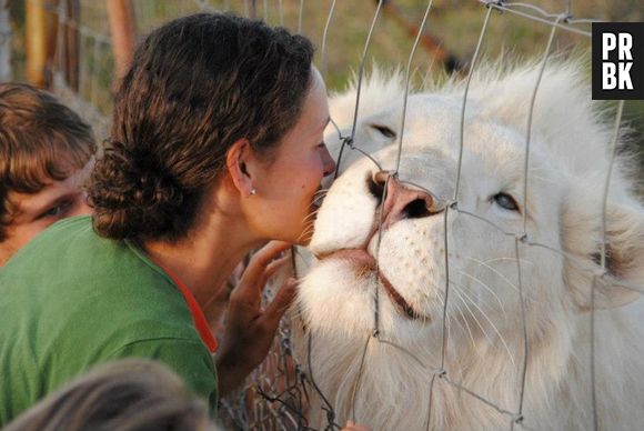 O leão albino é muito bonito