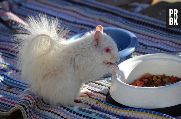 O esquilo ficou ainda mais fofo todo branco