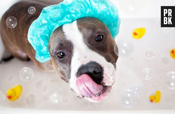 Esse cachorro colocou até uma toca de banho!