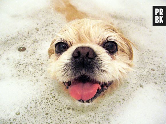 Esse cão não vai sair da água tão cedo...