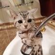  Os gatos gostam mesmo de tomar banho sozinhos 