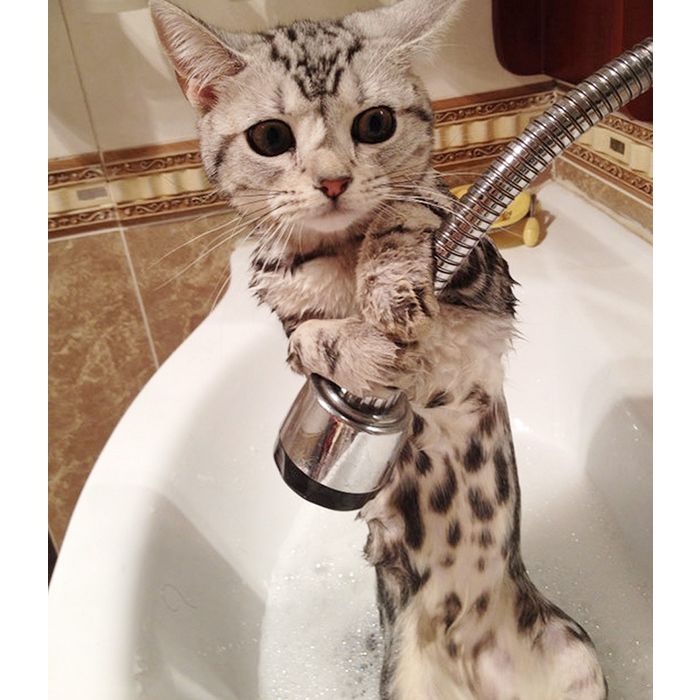  Os gatos gostam mesmo de tomar banho sozinhos 